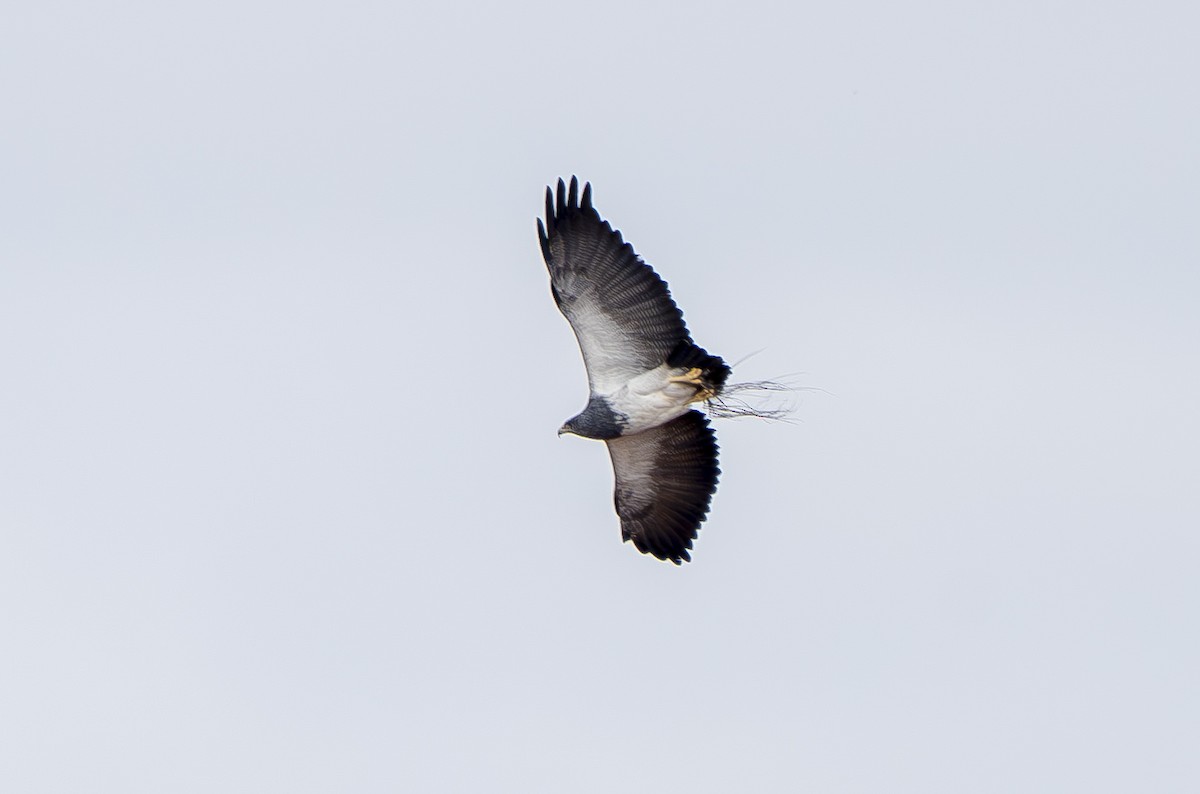 Black-chested Buzzard-Eagle - ML644899324