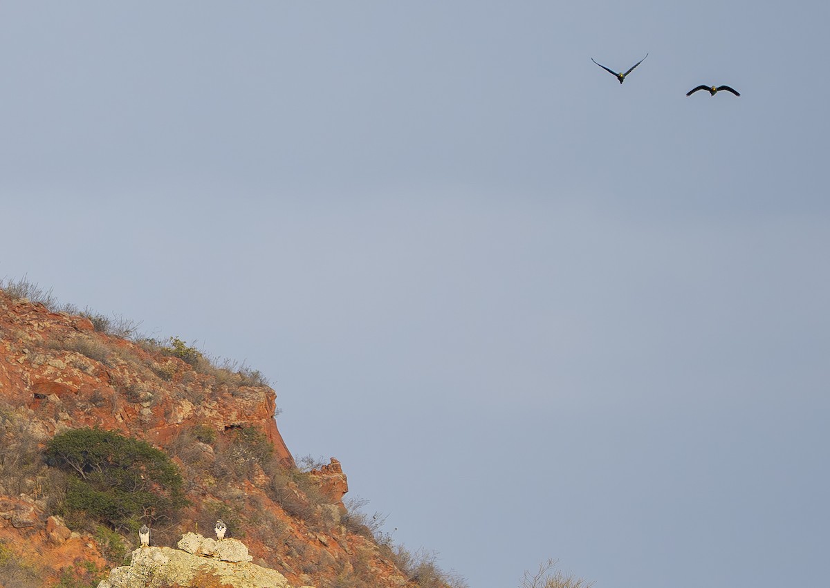 Black-chested Buzzard-Eagle - ML644899325