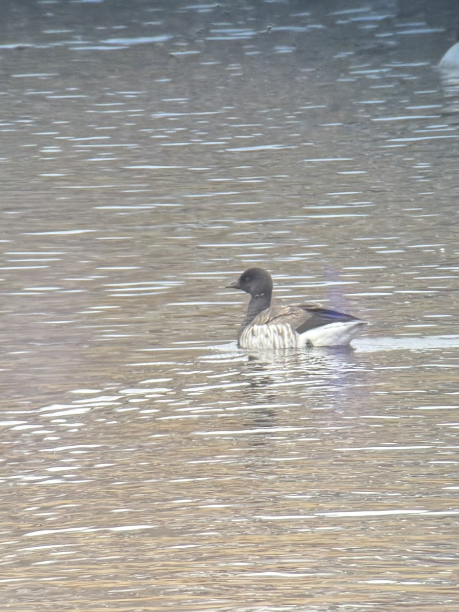 Oca colombaccio - ML644899326