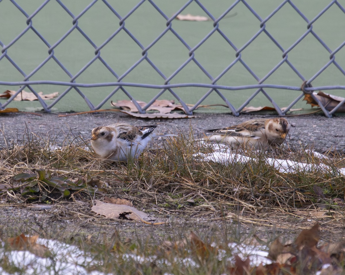 ユキホオジロ - ML644899348