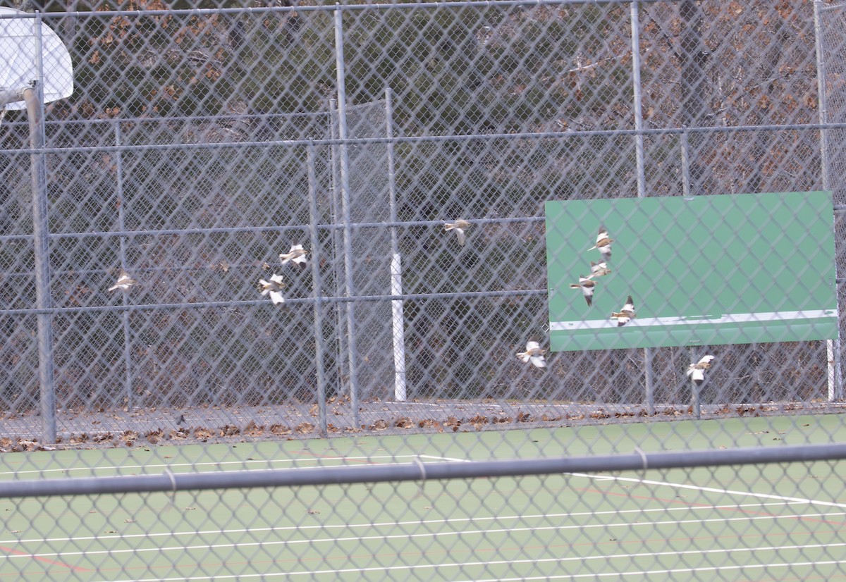 ユキホオジロ - ML644899349