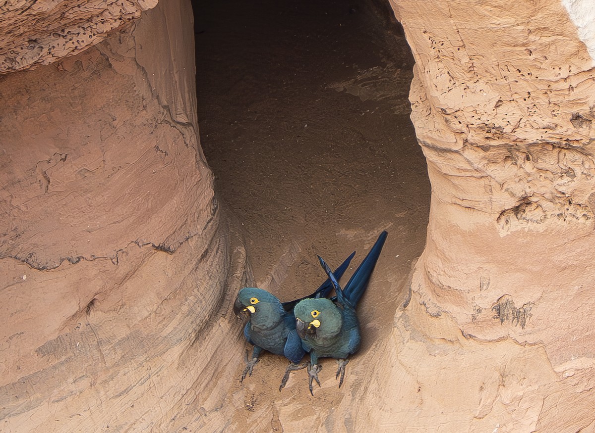 Indigo Macaw - ML644899353