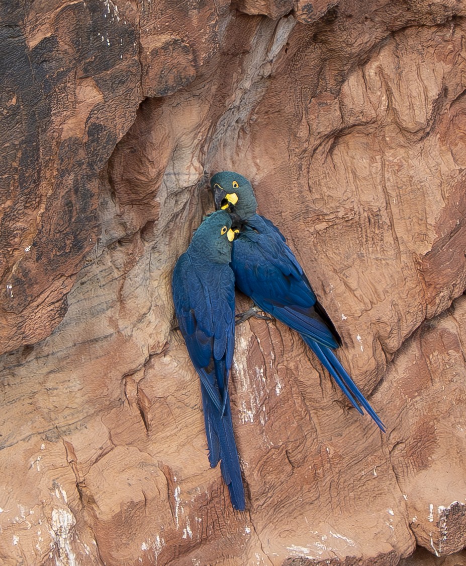 Indigo Macaw - ML644899354