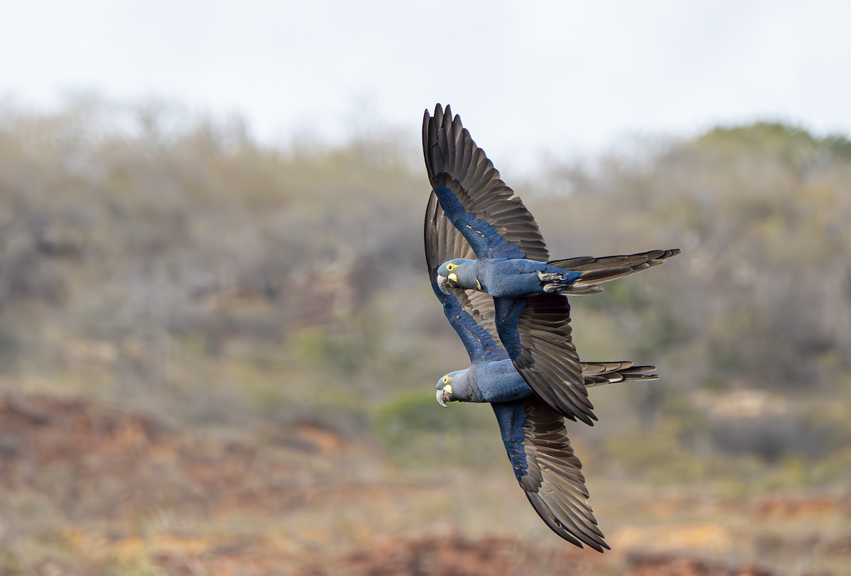 Indigo Macaw - ML644899355