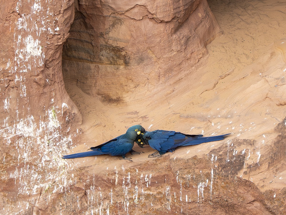 Indigo Macaw - ML644899358