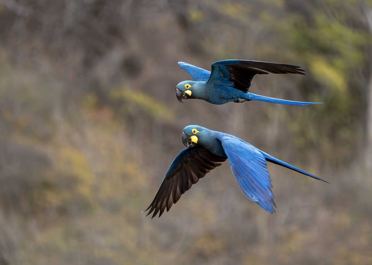 Indigo Macaw - ML644899359