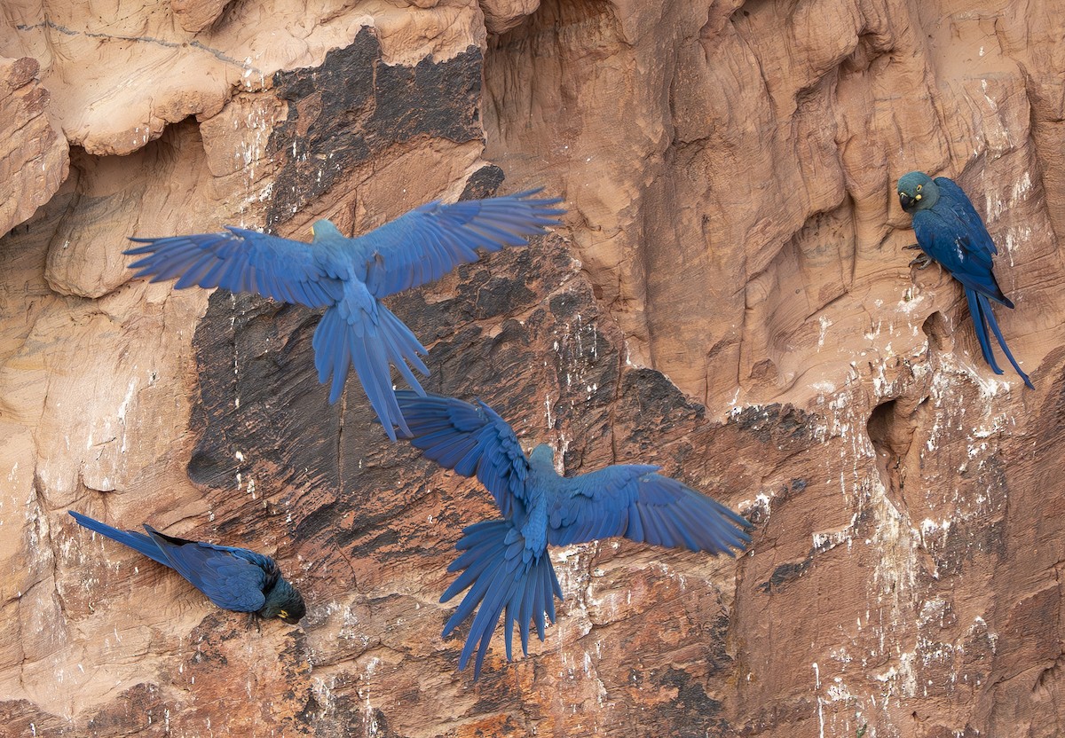 Indigo Macaw - ML644899360