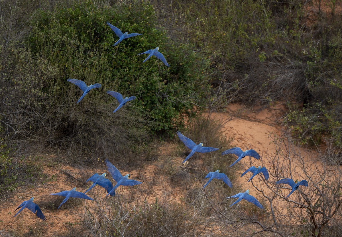 Indigo Macaw - ML644899363
