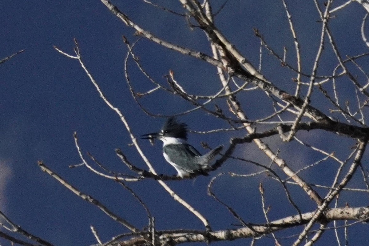 Martin-pêcheur d'Amérique - ML644899377