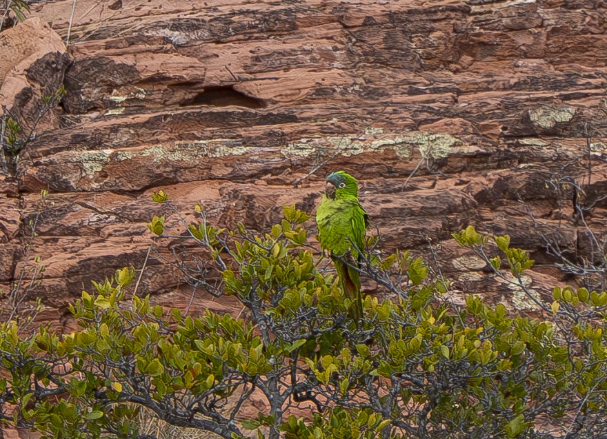 Blue-crowned Parakeet - ML644899419