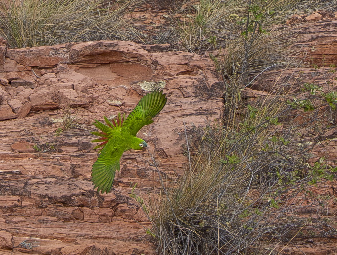 Blue-crowned Parakeet - ML644899420