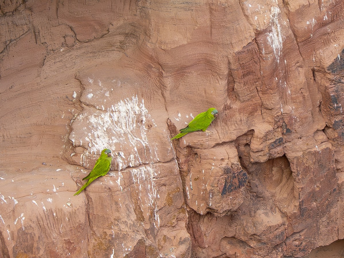 Blue-crowned Parakeet - ML644899421