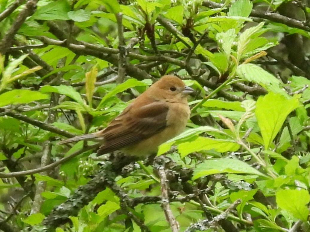 Индиговый колорин - ML644899434