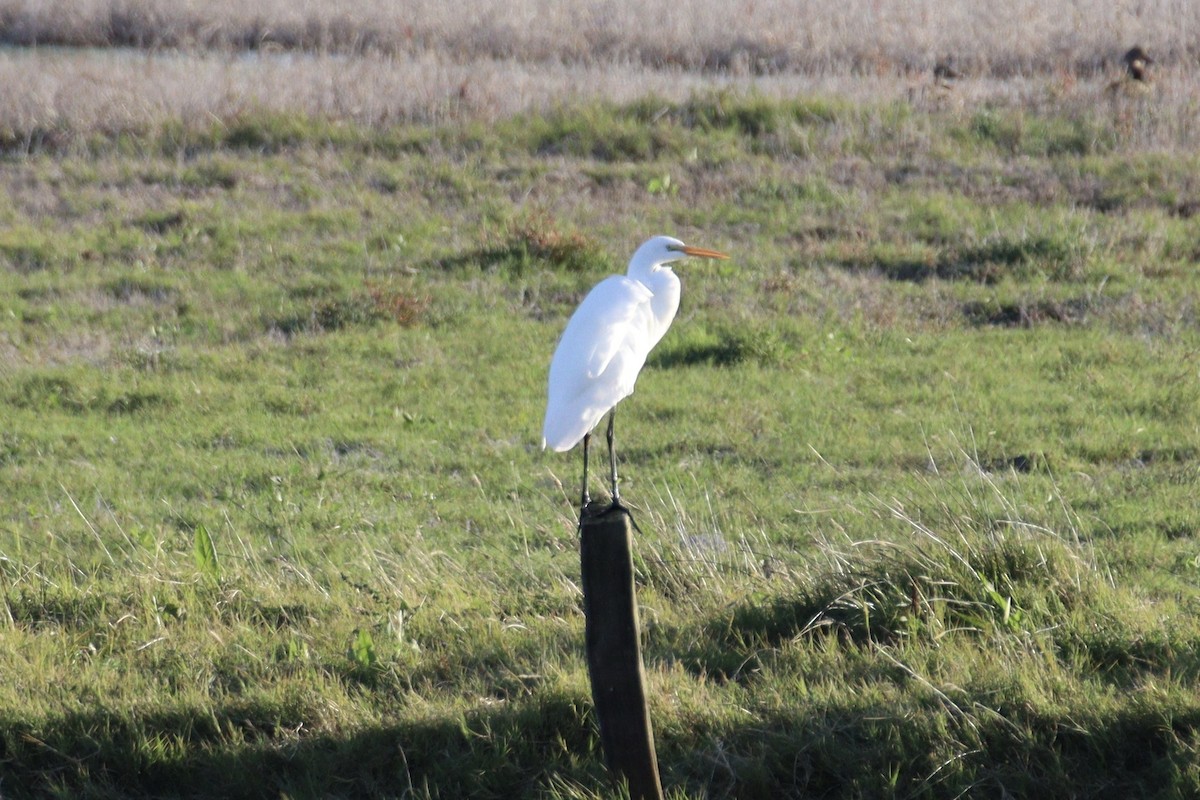 Garceta Grande - ML644899436