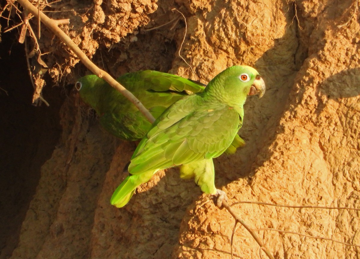 Yellow-crowned Amazon - ML644899454
