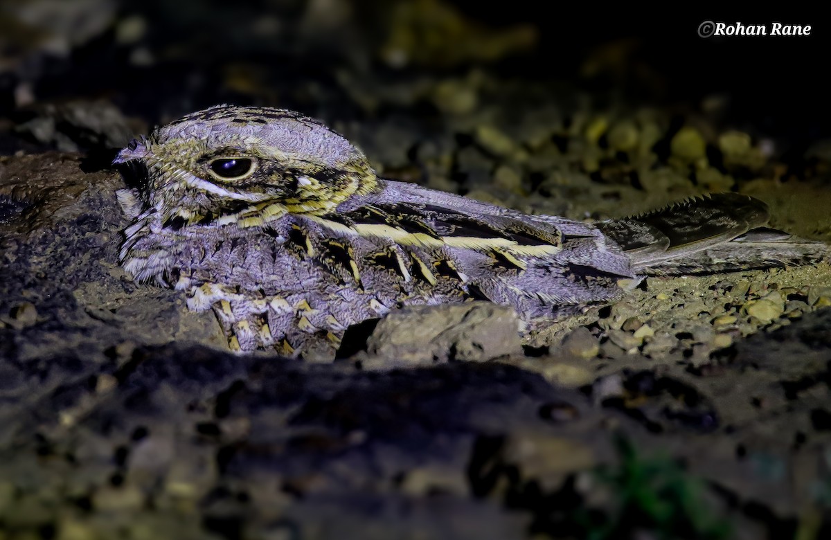 Hint Çobanaldatanı - ML644899481