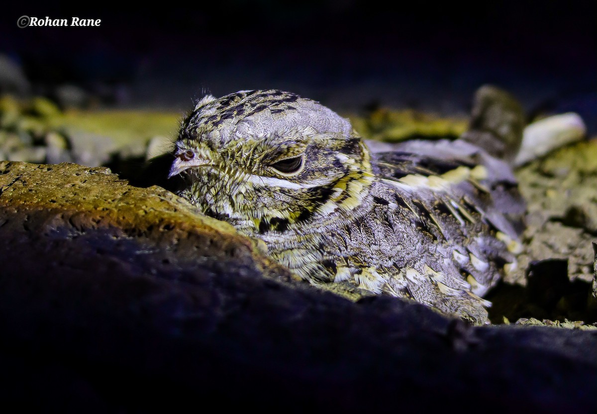 Hint Çobanaldatanı - ML644899482