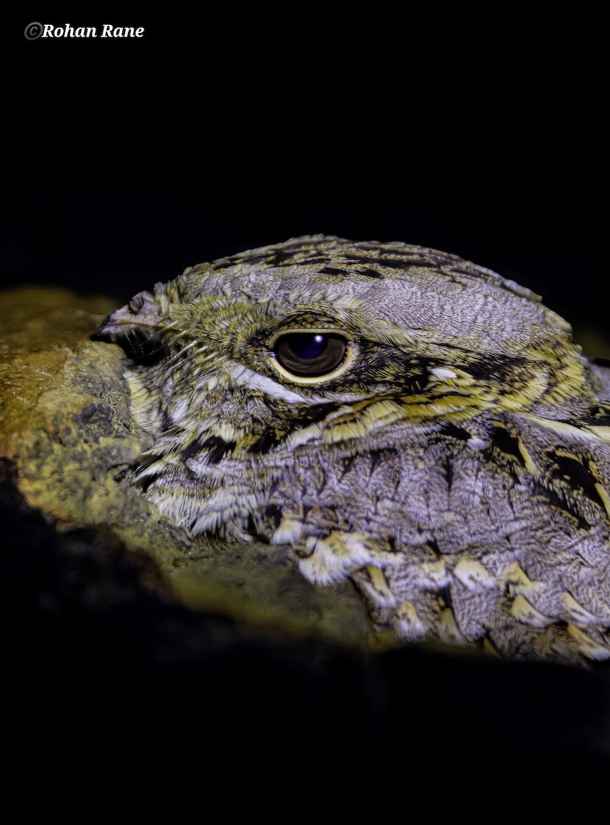 Hint Çobanaldatanı - ML644899483