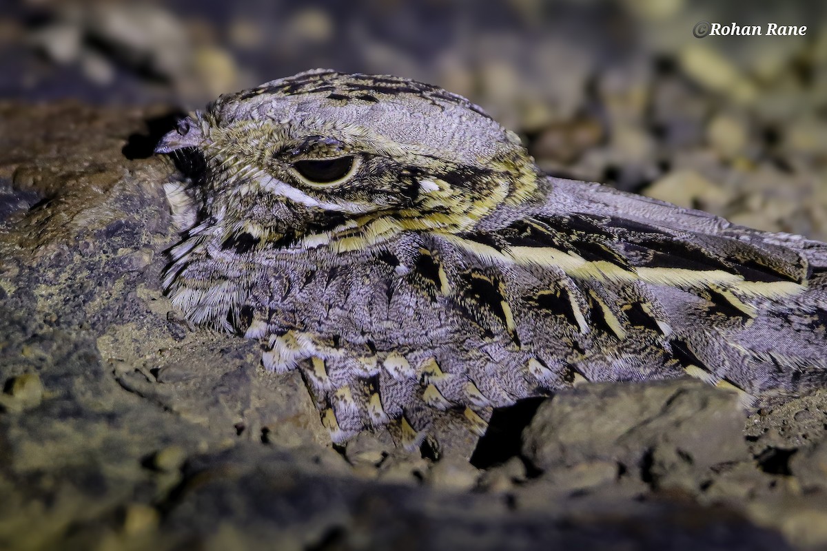 Hint Çobanaldatanı - ML644899484