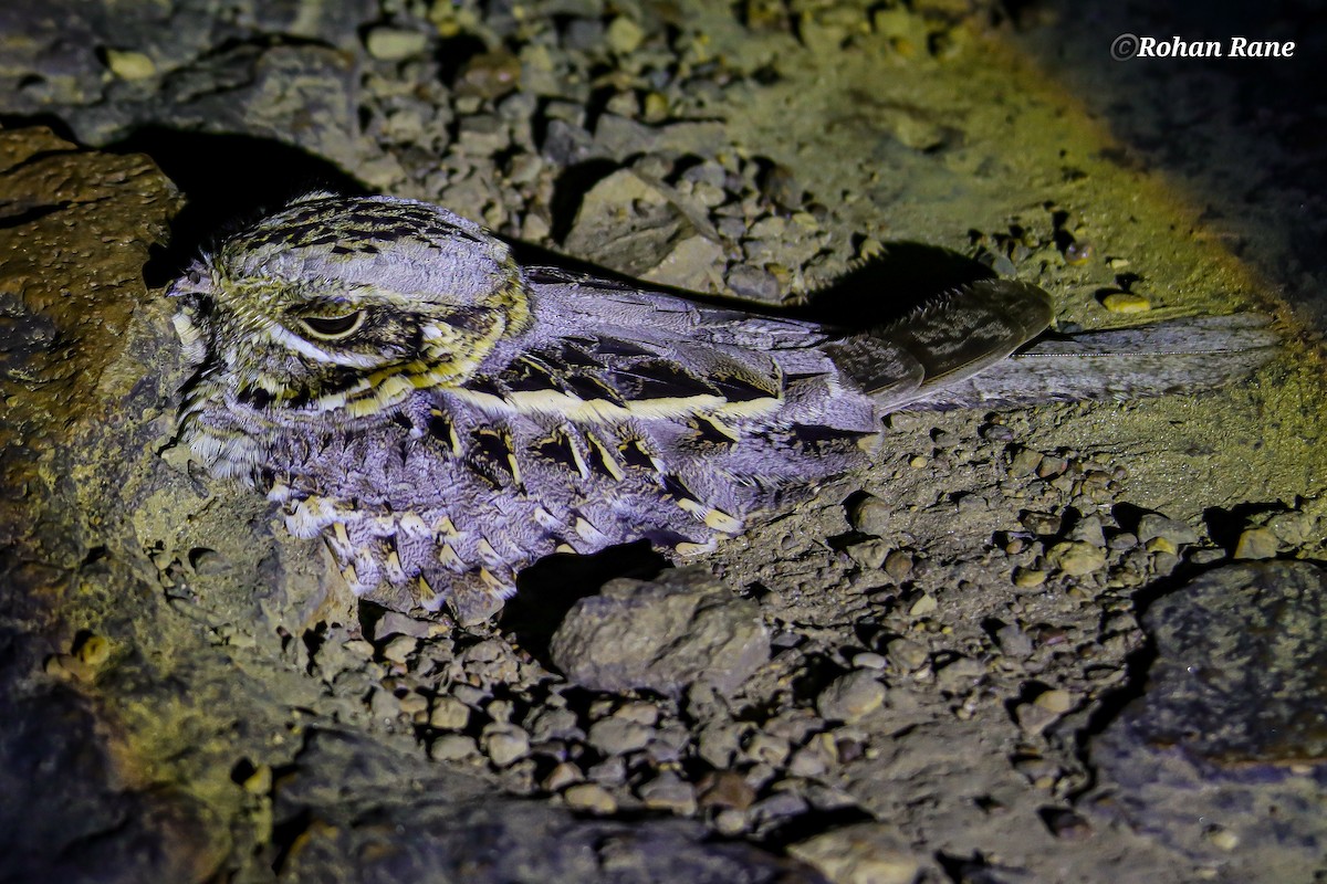 Hint Çobanaldatanı - ML644899485