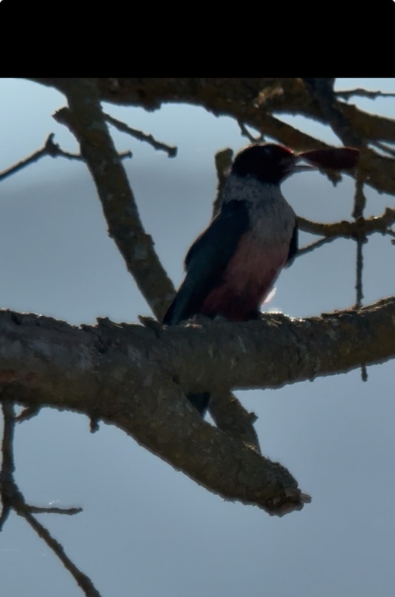 Lewis's Woodpecker - ML644899486