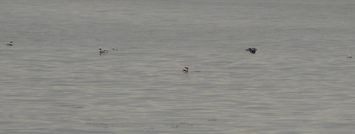 Long-tailed Duck - ML644899508