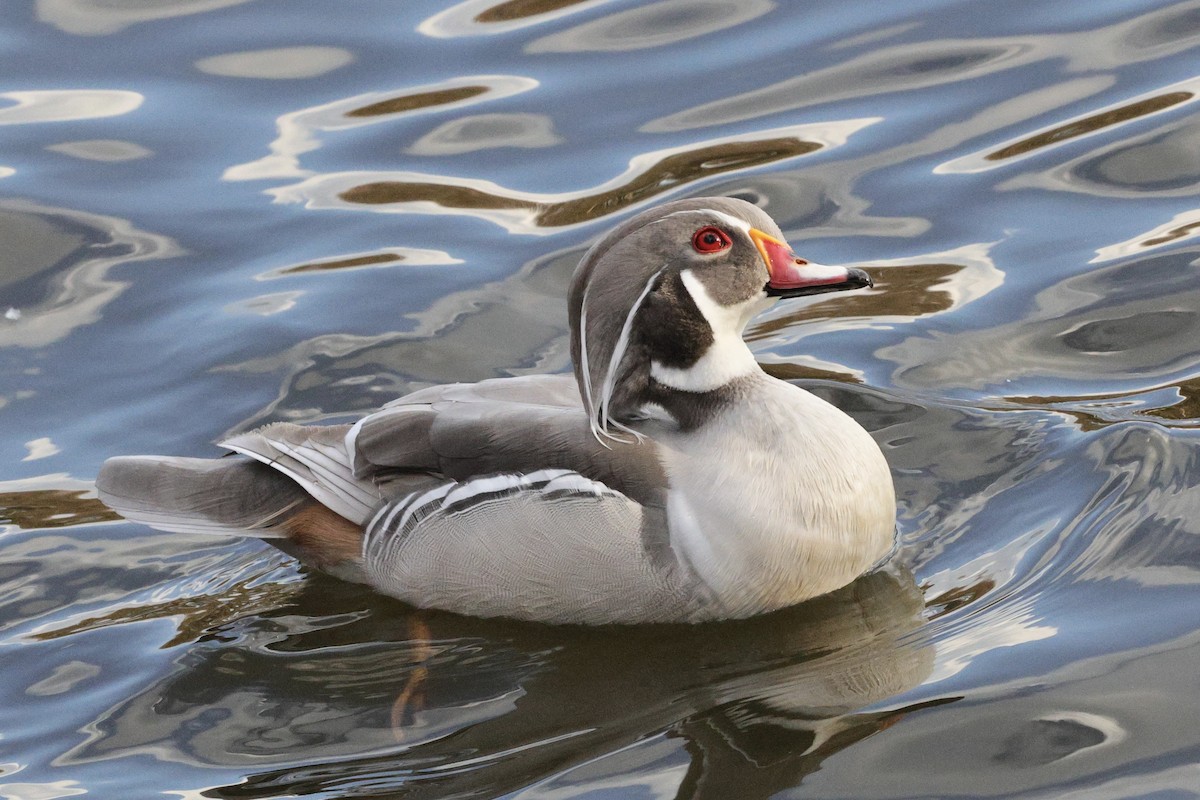 Wood Duck - ML644899534