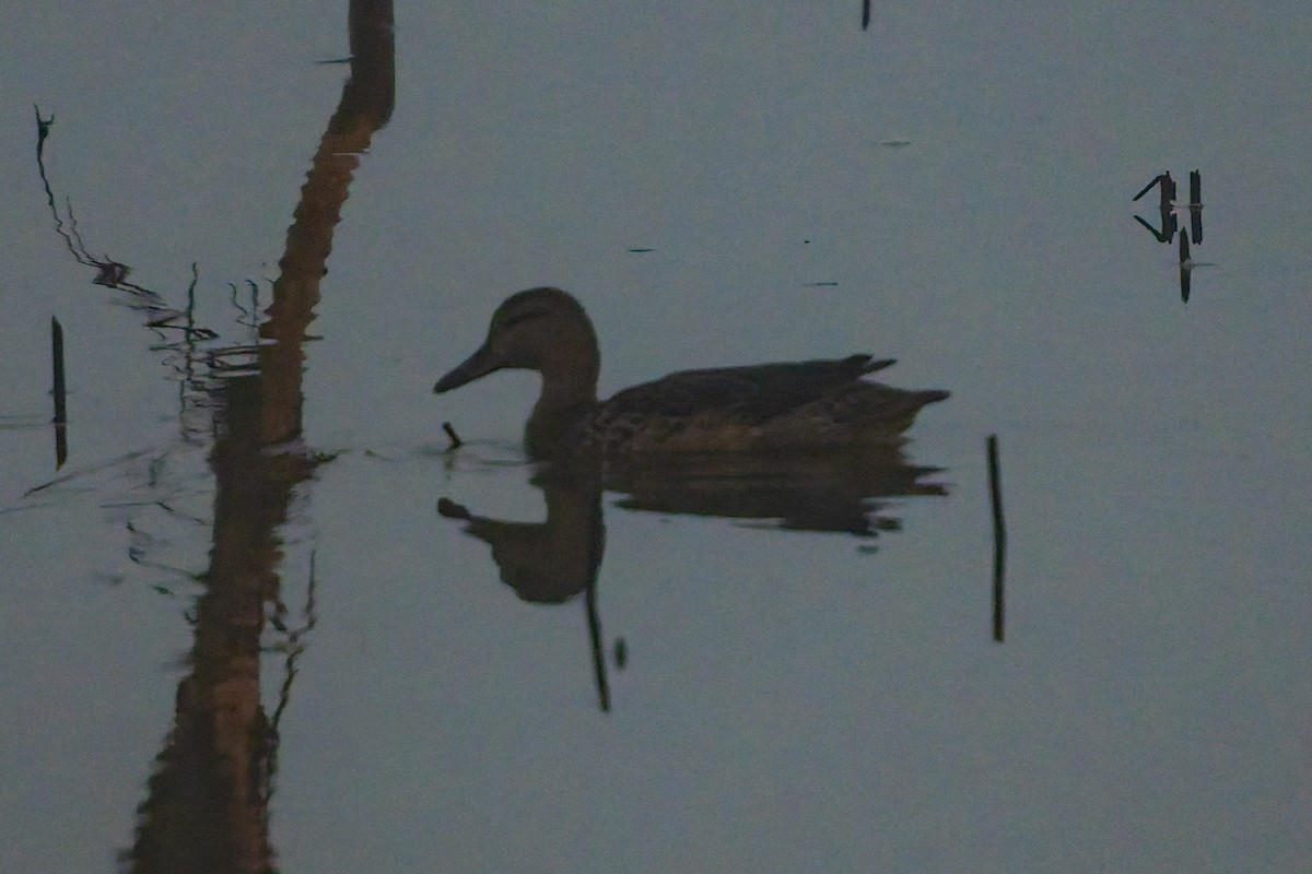 Zertzeta hegalurdina - ML644899535