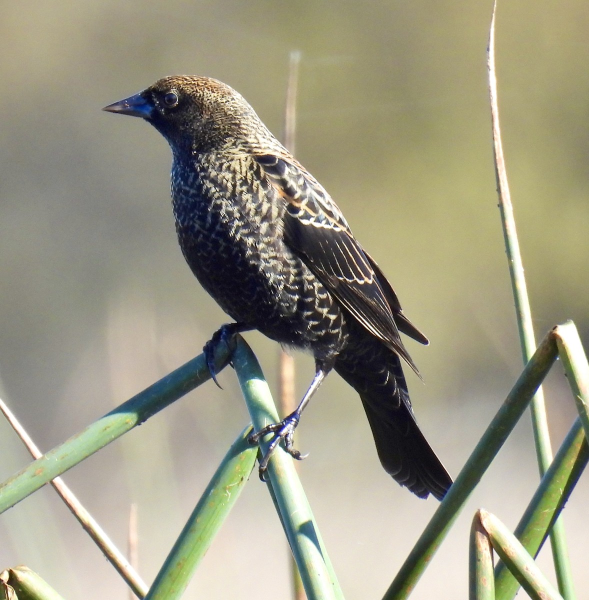 Tricolored Blackbird - ML644899547