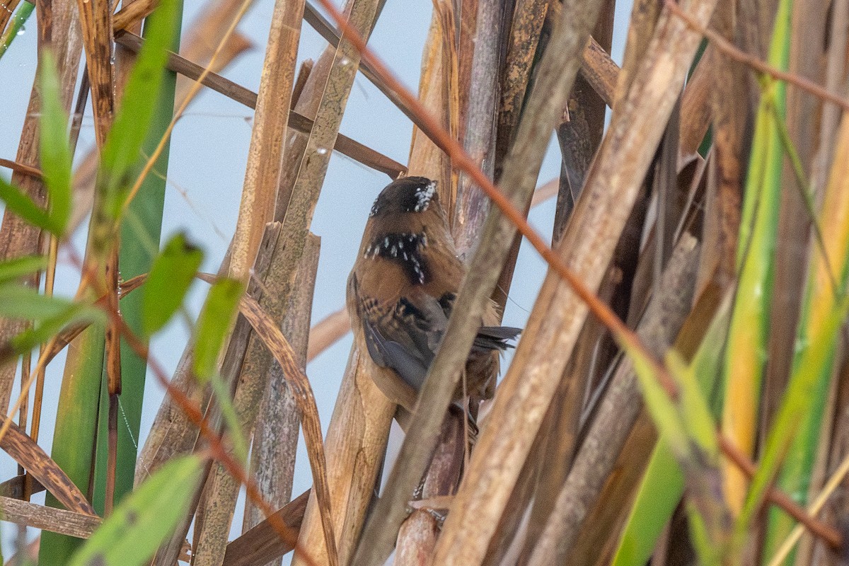 Marsh Wren - ML644899549
