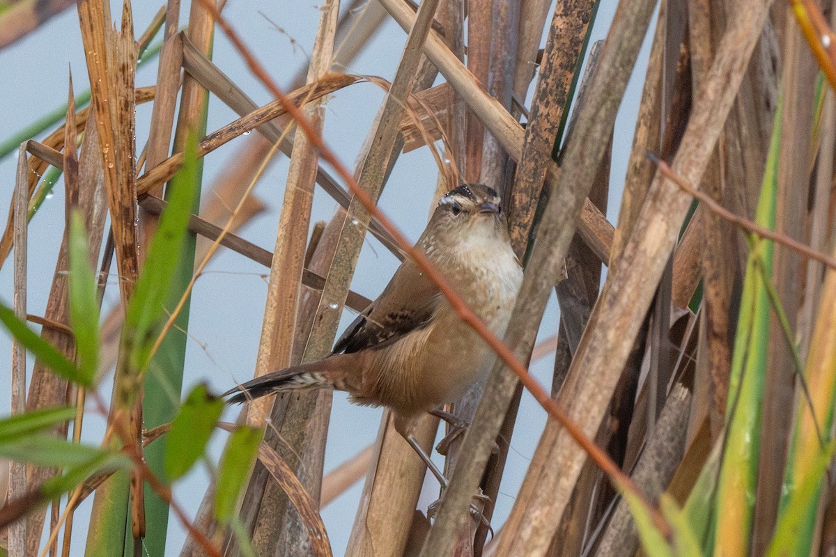 Marsh Wren - ML644899550
