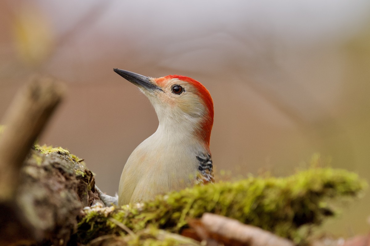 Carpintero de Carolina - ML644899552