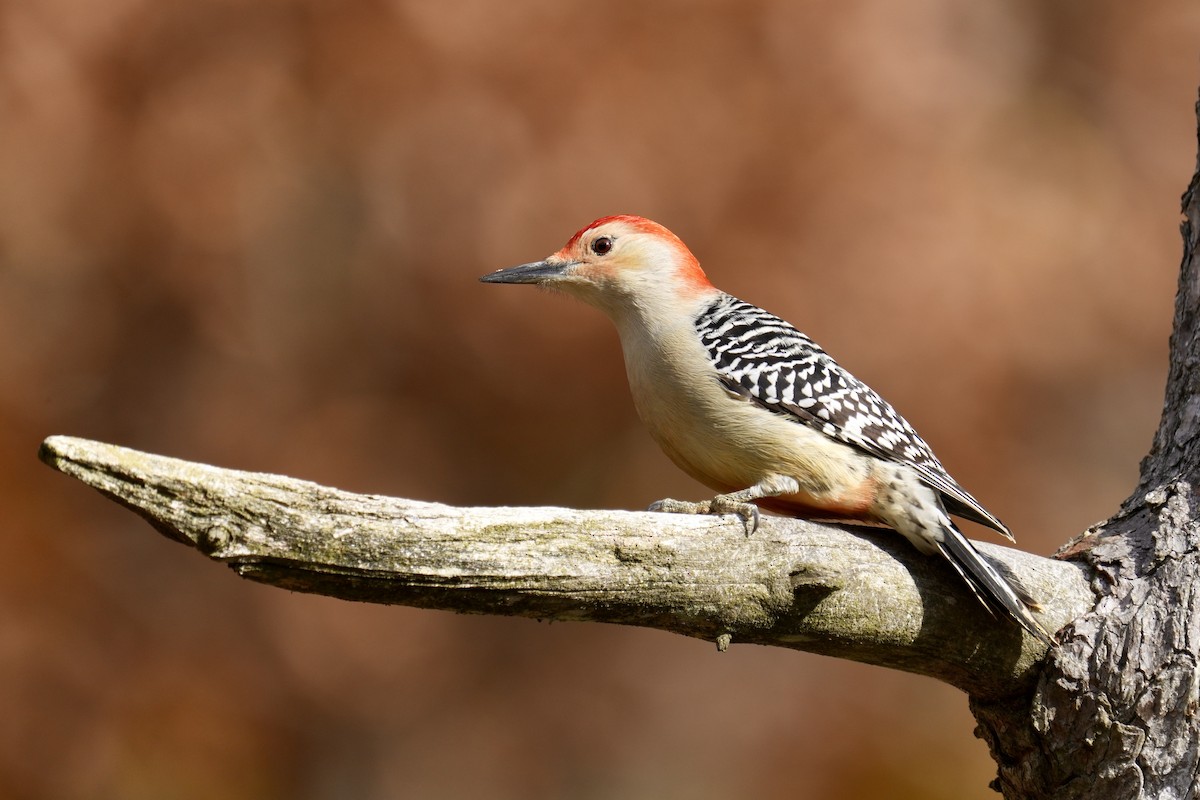 Carpintero de Carolina - ML644899553