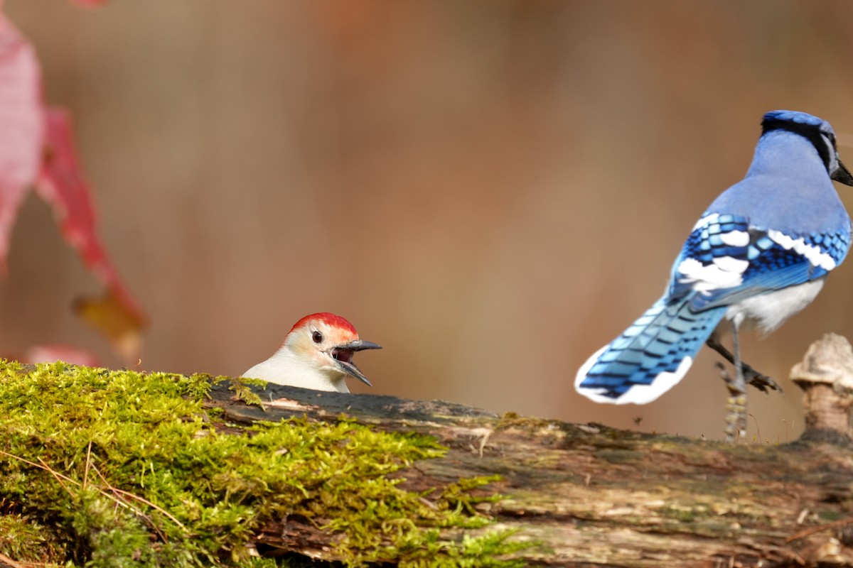 Carpintero de Carolina - ML644899554