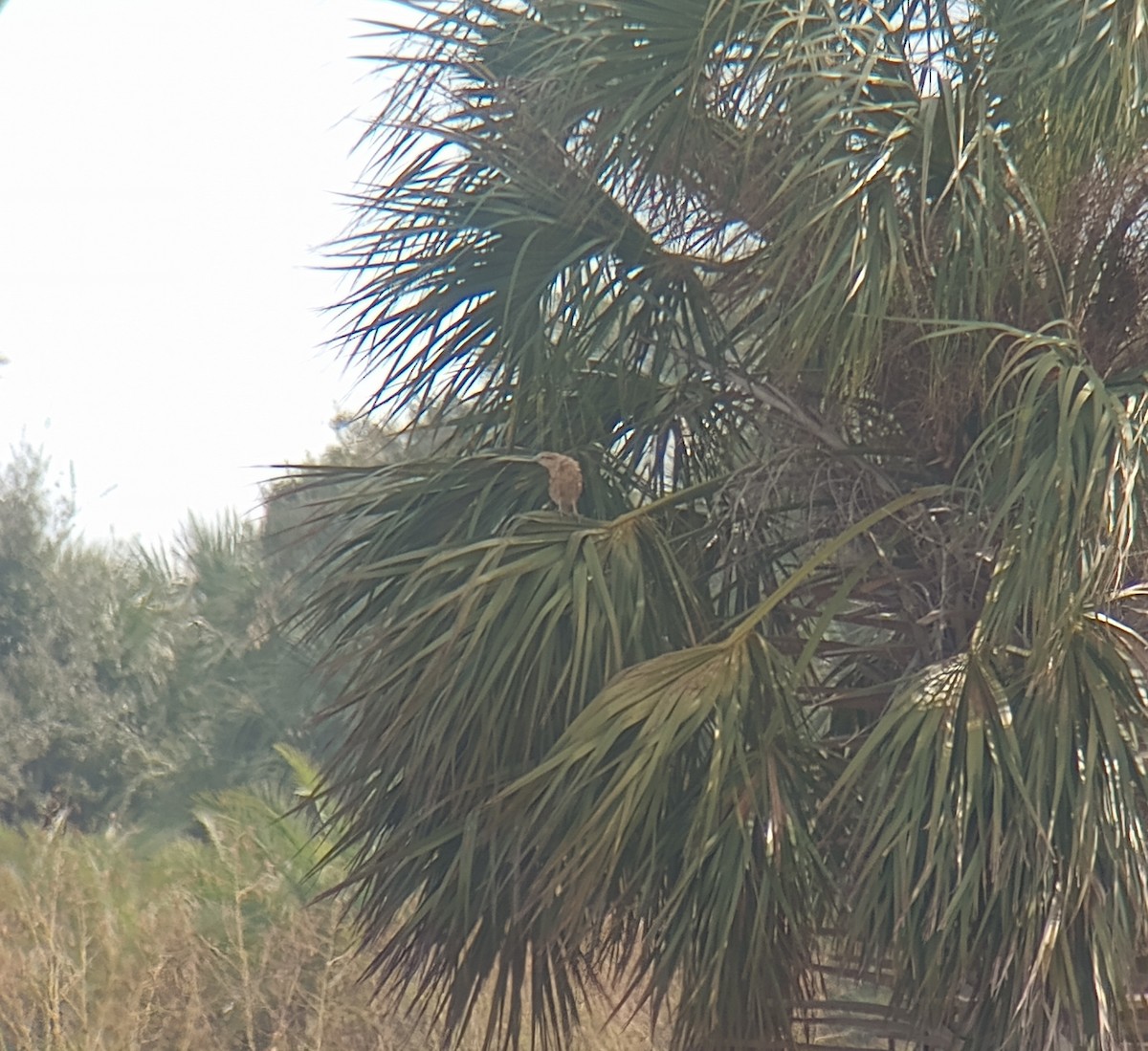 Yellow-headed Caracara - ML644899555