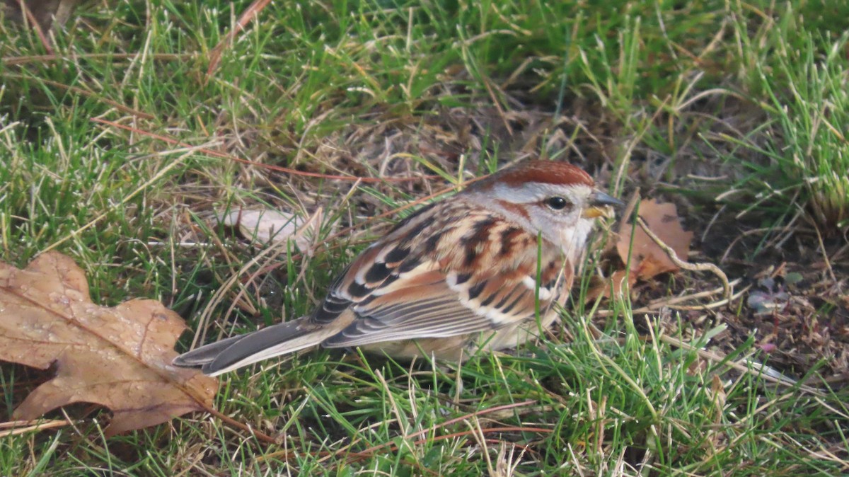 American Tree Sparrow - ML644899563
