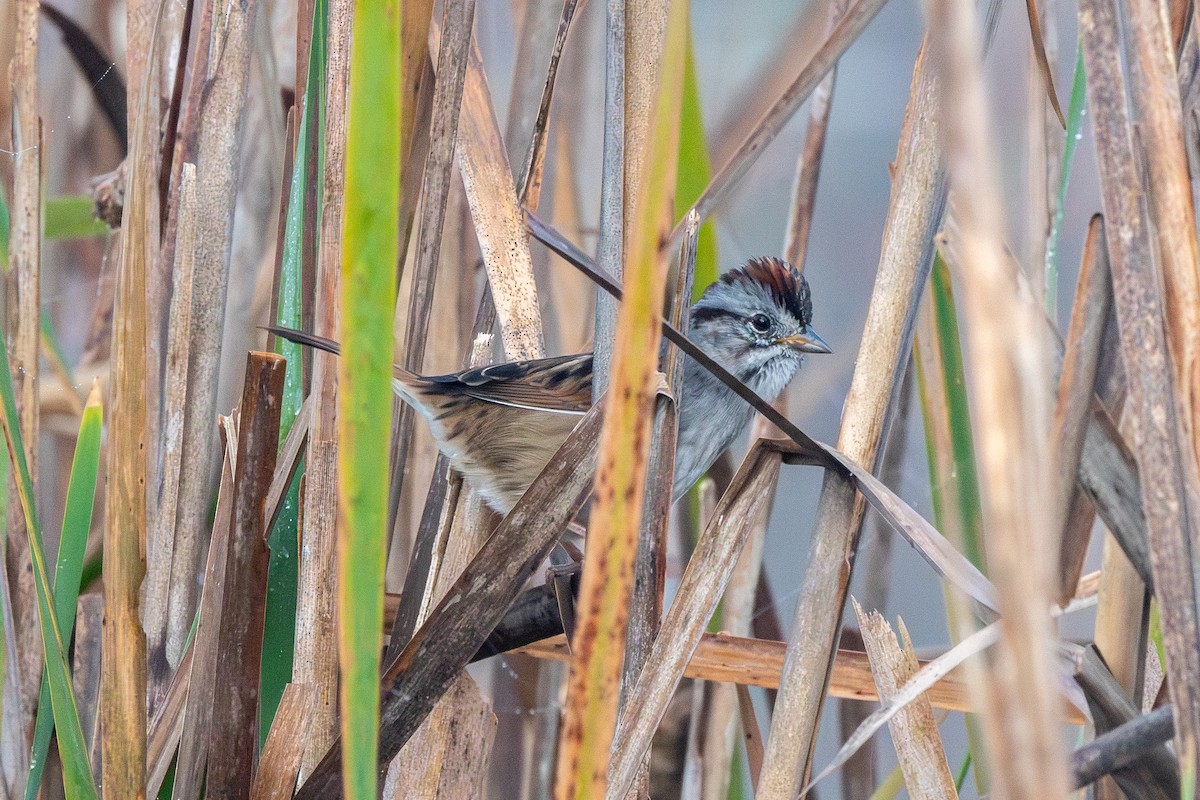 Swamp Sparrow - ML644899568