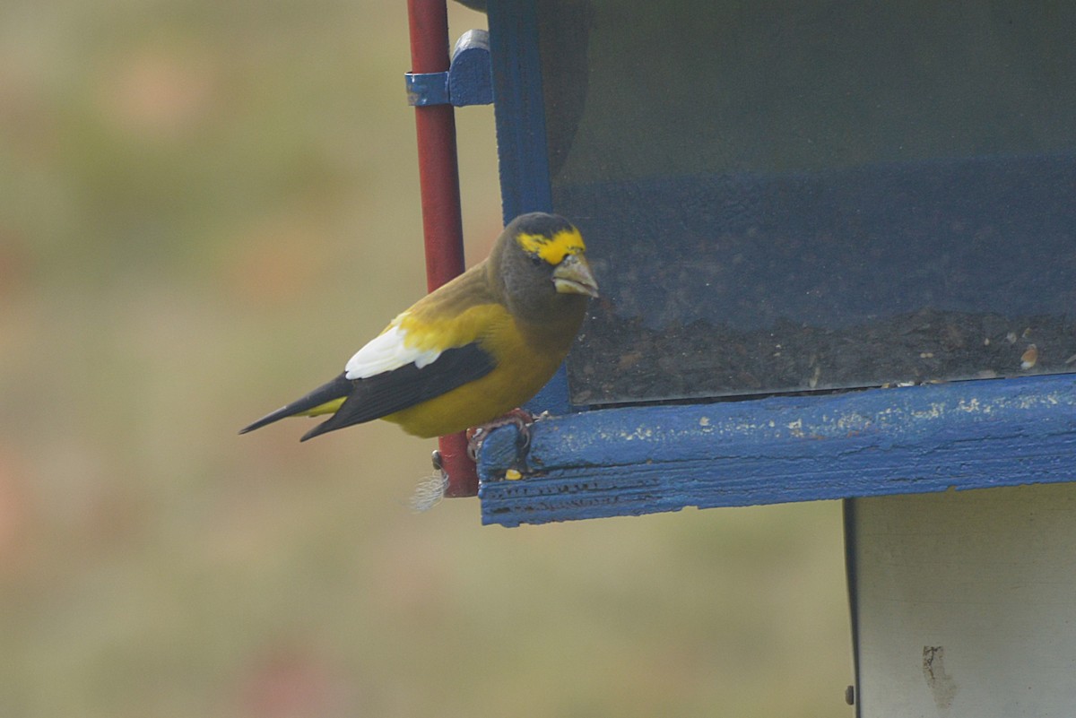 Evening Grosbeak - ML644899585