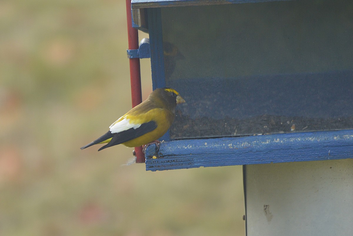 Evening Grosbeak - ML644899586