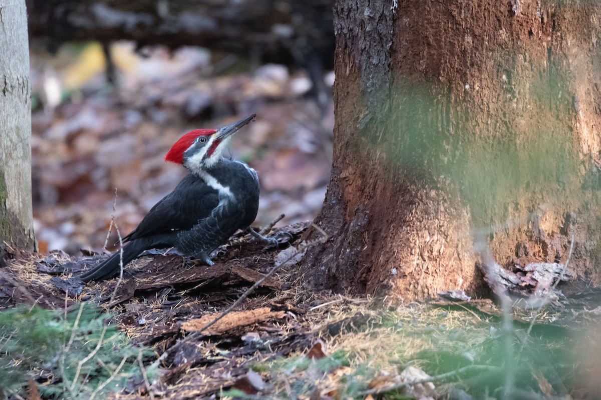 Pileated Woodpecker - ML644899589