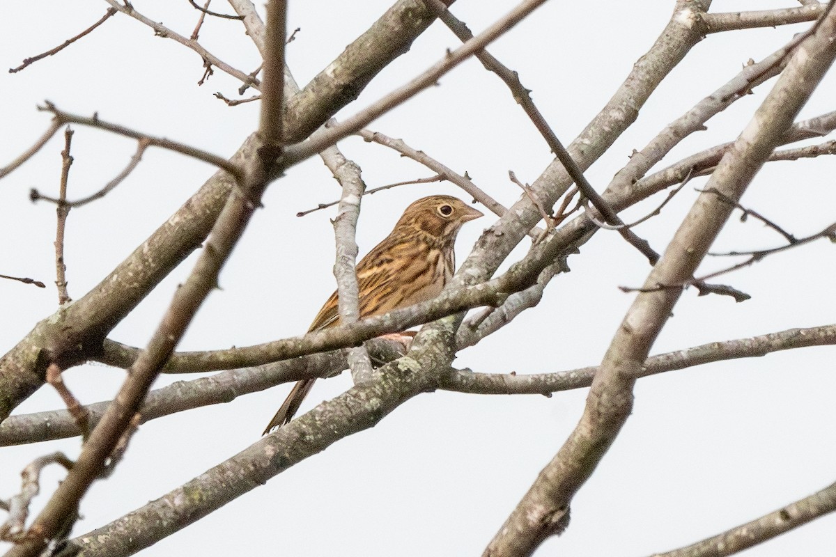Vesper Sparrow - ML644899602