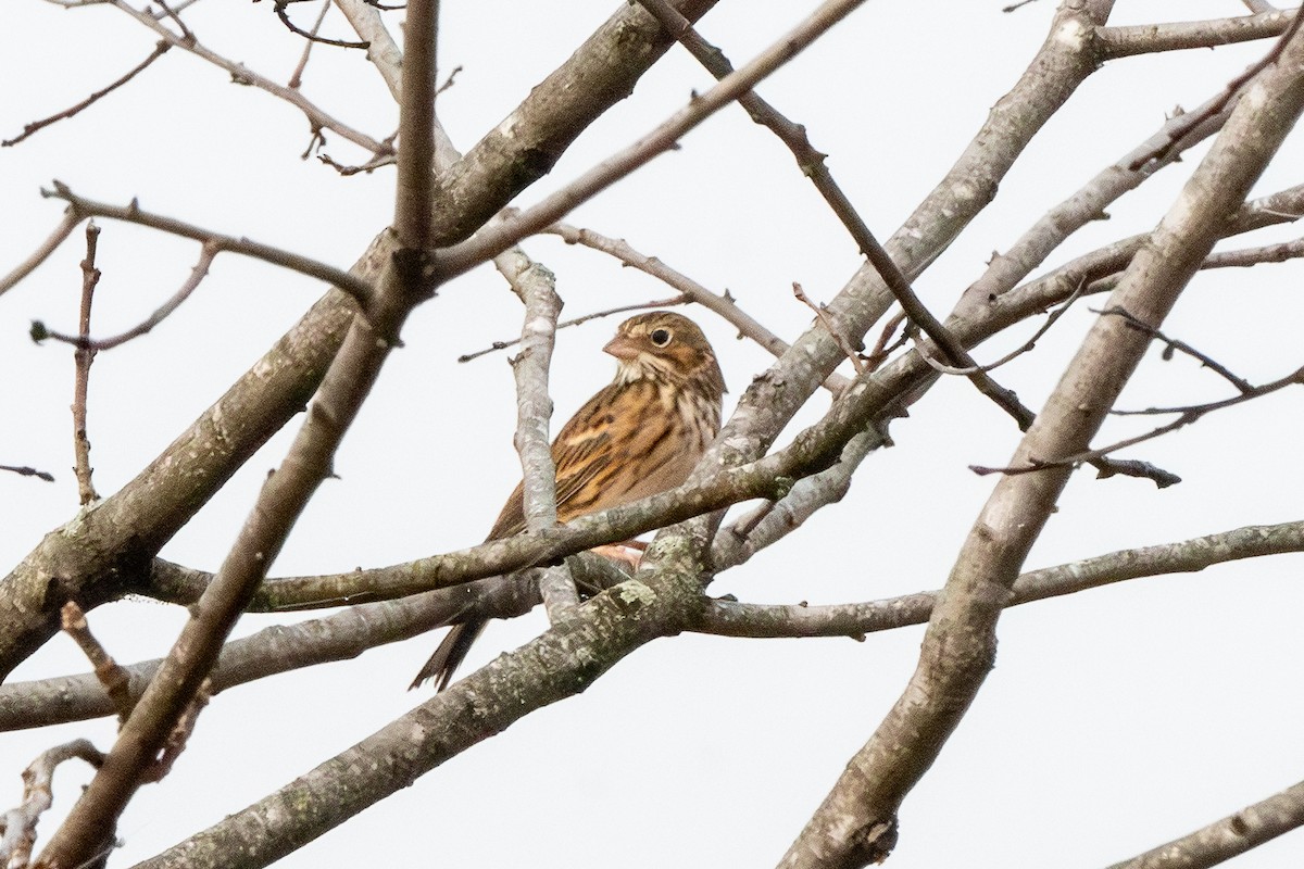 Vesper Sparrow - ML644899603
