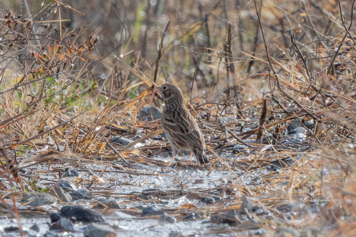 Vesper Sparrow - ML644899604