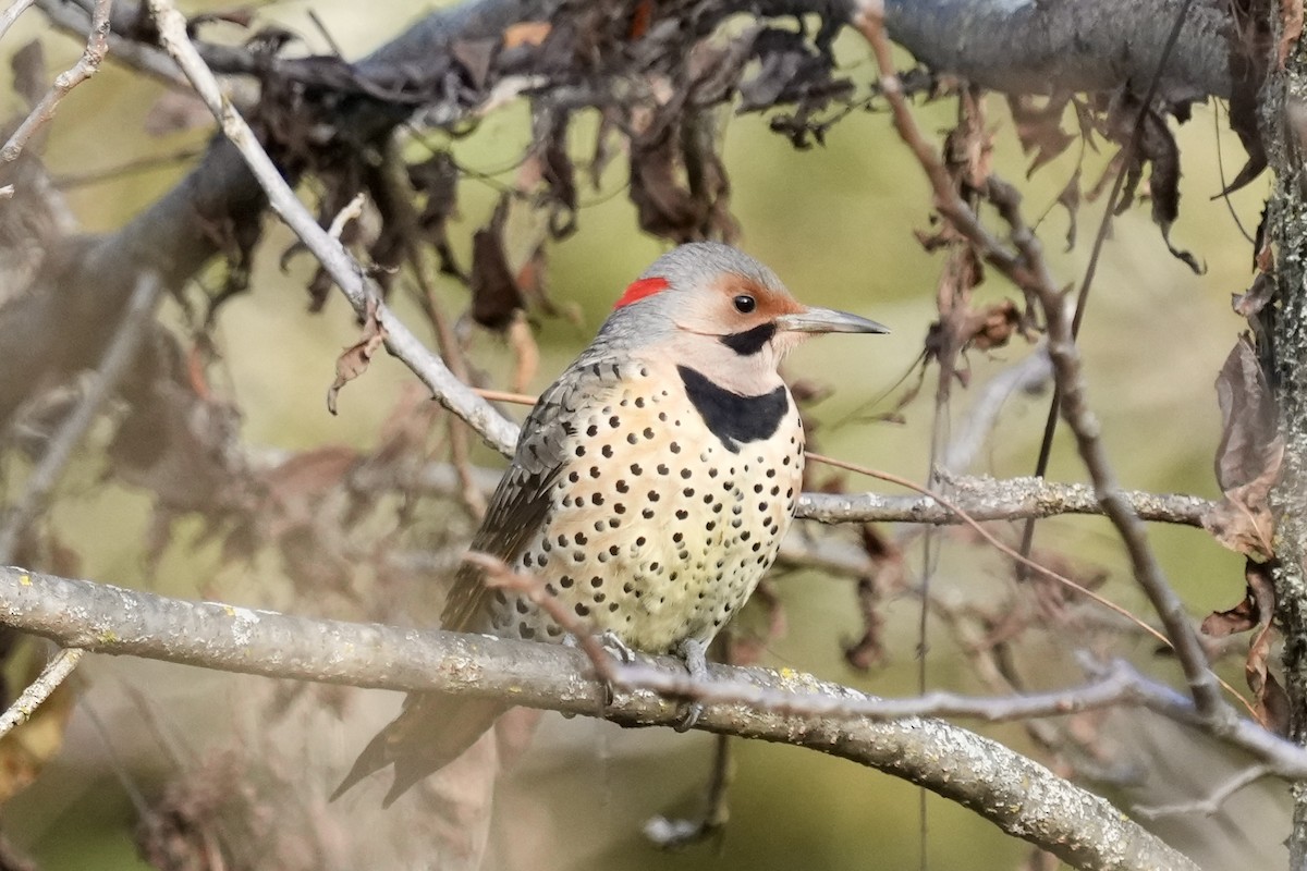 Altın Ağaçkakan - ML644899609