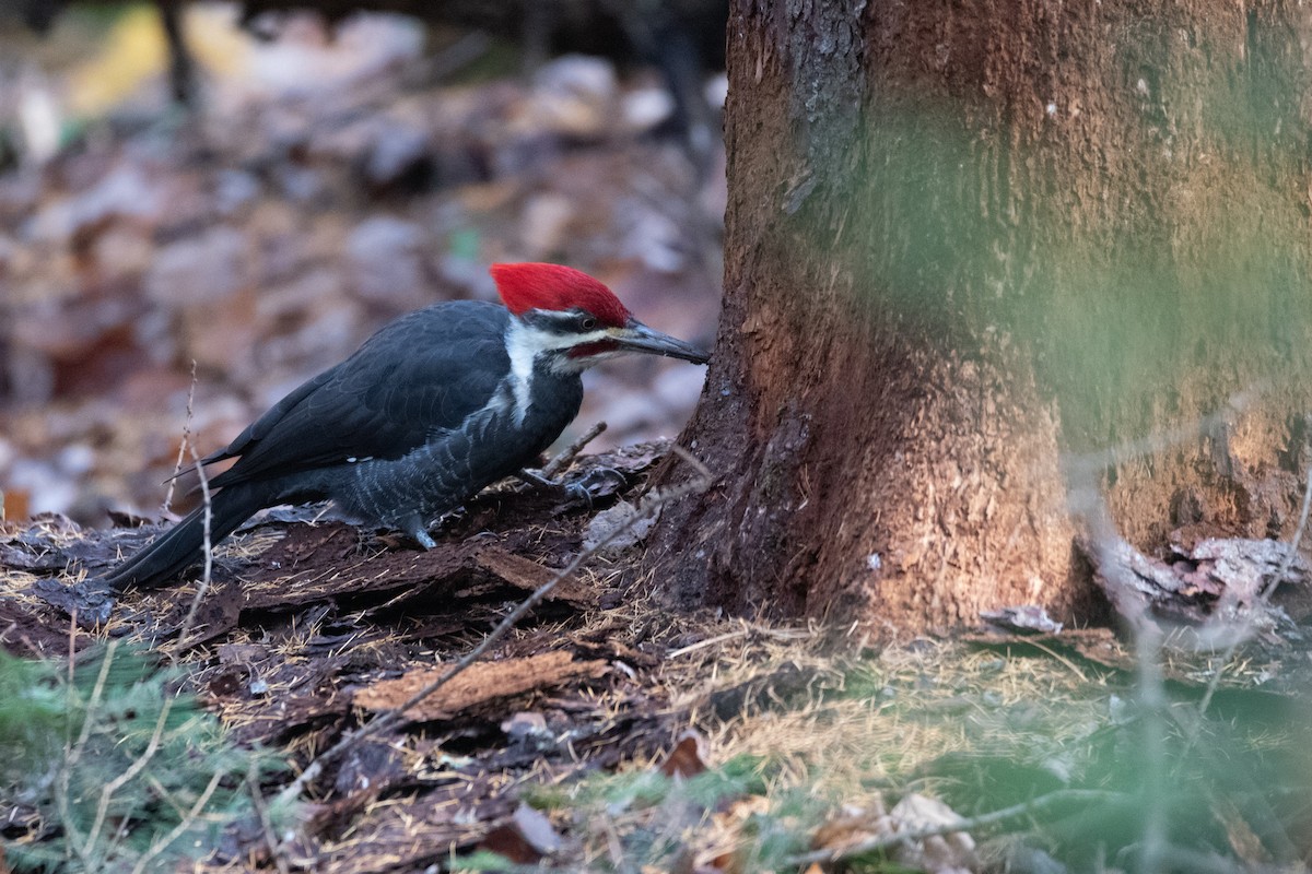 Pileated Woodpecker - ML644899614