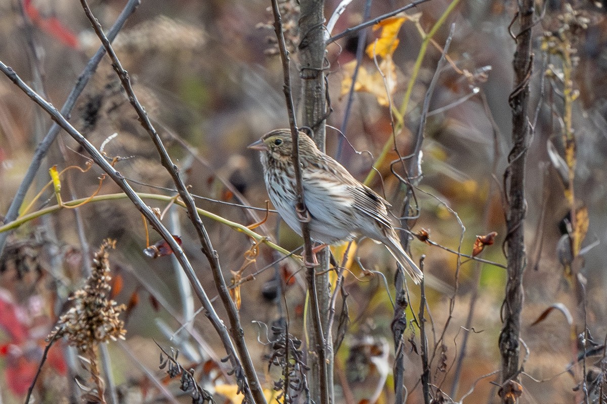 Savannah Sparrow - ML644899617