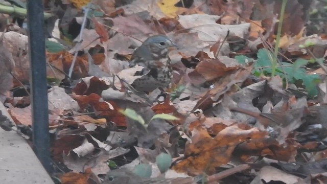 Tilki Renkli Serçe - ML644899652