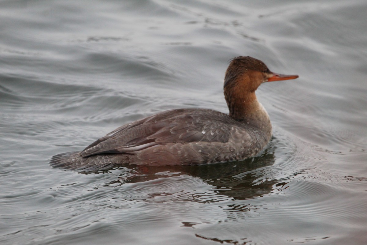 Red-breasted Merganser - ML644899656