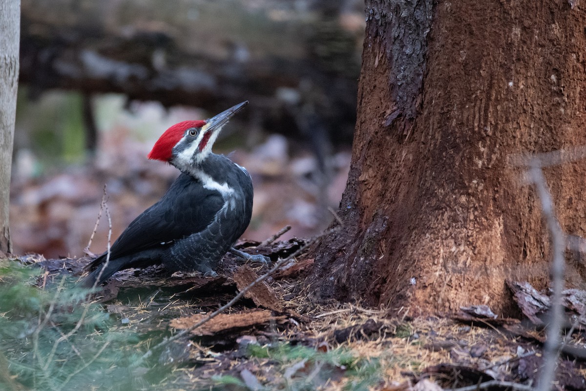 Pileated Woodpecker - ML644899657