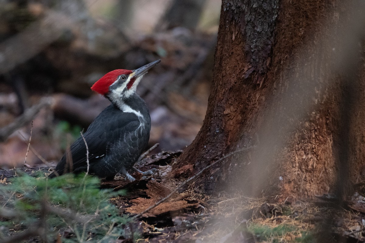 Pileated Woodpecker - ML644899660